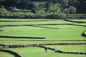 Farmers caring for winter-spring rice crop