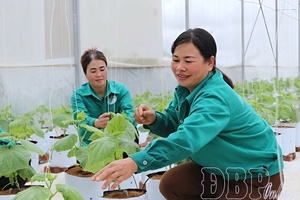 Điện Biên targets high-tech agricultural development