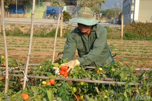'Bustling year-end vegetable hubs