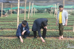 Mường Luân expects to turn coffee into key crop