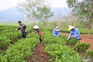'Science and technology elevate Điện Biên’s agricultural products