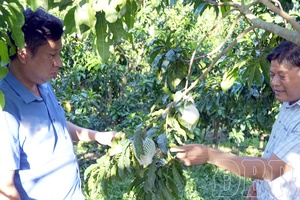 Green agriculture: A sustainable foundation for Điện Biên