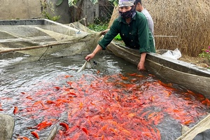 The bustling season for red carps
