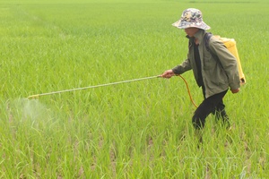 Điện Biên farmers go to rice fields in early spring
