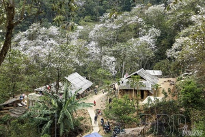 Ancient ban (bauhinia) forest of Nặm Cứm invites travelers
