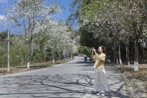 Travelers and ban (bauhinia) flowers