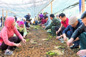 Strategic planting: From tradition to commodity production