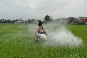 Proactive measures against rice leaf blast