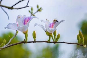 When ban (bauhinia) flowers “summon” season of honey