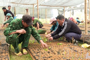 Coffee cultivation brings new hope in Mường Mùn