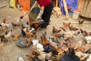 Điện Biên youths contribute to building up their homeland