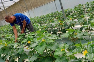 Closed-loop agriculture in Điện Biên: Towards sustainability