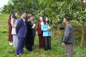 Cooperatives elevate Điện Biên’s agricultural products