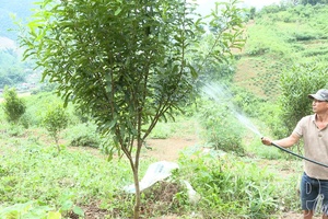 Strong spread of emulation movements