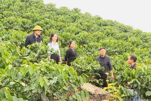 Coffee transforms livelihoods in Quài Tở