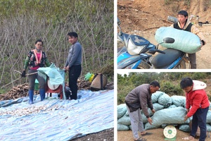 'Cassava prices soar, bringing prosperity to farmers