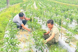 Green J-chilies: New path out of poverty for farmers