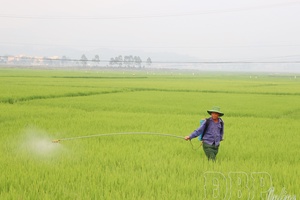 Controlling pests and diseases for winter-spring rice crop