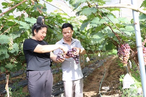 Green agricultural production