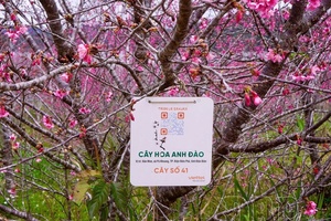 Digitizing down to roots: Điện Biên’s smart agricultural revolution