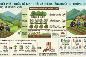 Developing multi-tiered coffee ecosystem in Mường Phăng