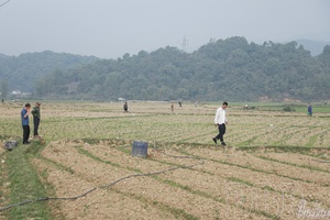 Cultivating vegetables on single-crop rice land