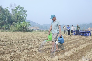 Cultivating vegetables on single-crop rice land