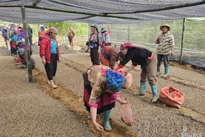 Điện Biên scales up coffee and macadamia cultivation