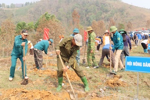 Điện Biên gears up for timely coffee and macadamia planting