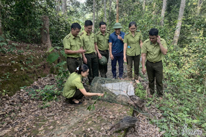 Biodiversity under pressure of development