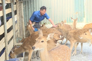 Transition to green livestock farming in Điện Biên