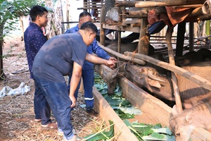 Pú Nhung proactively prevents livestock disease during hot season