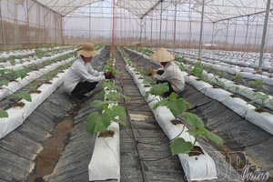 Scaling up safe vegetable farming models
