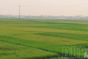 Sweetness of Mường Thanh land