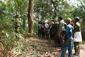 Điện Biên develops sustainable forest economy
