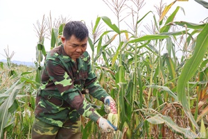 Điện Biên makes efforts to find market for agricultural products