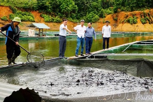 Farming fish in reservoirs while keeping water green