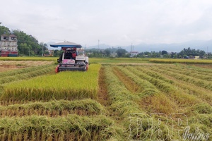 Machine harvesting enters season