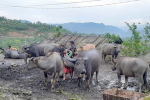 Controlling livestock waste