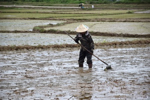 Farmers take to fields to prepare for new rice crop