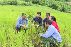 Afforestation for long-term benefits