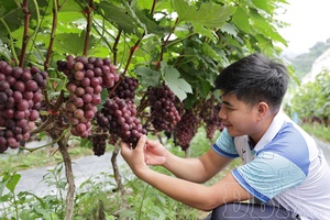 Accompanying farmers in developing production
