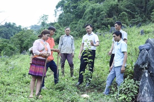 Crop diversification opens new economic opportunities in ethnic minority areas