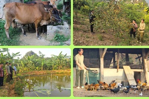 Highland farmers get rich in their homeland