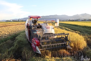 Winter-spring rice crop overcomes difficulties to achieve productivity