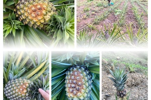 Climate change impacts Mường Nhà pineapples