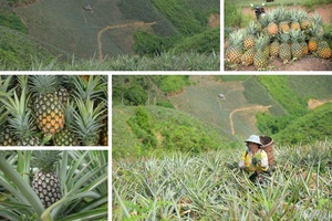 Pu Lau enters honey pineapple season