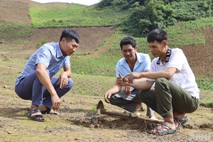 Chiềng Sinh concentrates on caring for newly planted coffee