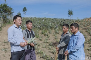 Expanding key crops in Phình Giàng