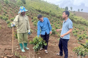 Promoting role of grassroots-level propagators